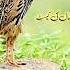 Chinga Batair Ki Awaz 2025 Rain Quail Bater Ki Awaaz Batair Ki Awaz Quail Sound Chinga Batair Birds