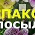 Искушение ОРХОМАНА Шесть новых орхидей от китайских садовников