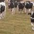 Florida Dairy Farmer Holds Concert For Dairy Cows