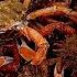 Lucky Day Commercial Fishing For Lobster Spider Crab Bass Huge Spider Crab