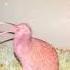 Kiwi Call Birdsound Kiwi Birds Birdslover Mamatv8542