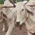 Cow Wow Plow 4kvideo 4k Cows Plowing
