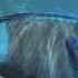 Gorgeous BLUE PARROT FISH Feeding And More 2022 4k