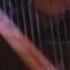Musetta S Waltz Celitc Harp By Matt Haverly