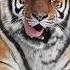 This Beast Can Weigh Over 700 Pounds The Siberian Tiger Shorts