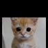El Gato In My Mind REMIX