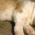 Sick Puppy Doesn T Understand Why His Owner Abandoned Him Can Only Lie Helplessly