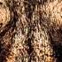 Disturbed The Animal OFFICIAL SINGLE PICTURE REVEALED HD