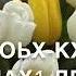Дала декъал войла хьо Для заказ пишите на ватсап 89626563903