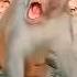 Cute Cuckoo Monkey Funny Funnyvideos Cuckoo Monkey Viral Video Funny Cute Shorts