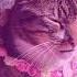 7 Rings Cat Parody