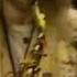 The Logical Song Alto Sax TRANSCRIPTION