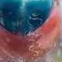 Meet The Parrotfish A Best Friend To Coral Reefs Shorts Fish Nature Ocean