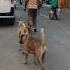 Streetdog Puppies Shorts Shortvideo