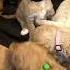 18 Day Old Another Look At Hungry Doodlely Goldendoodle Pups