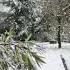 Tombe La Neige 1963