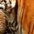 Mother Tiger Learns To Care For Cubs David Attenborough Tiger Spy In The Jungle BBC Earth