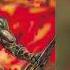 SODOM M 16 Full Album