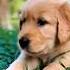 Cute Puppy Shorts Dog Videos Pop Shorts Cute Catsanddogs Cuteanimal Dog Puppy Ytshorts
