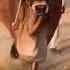 Pakistan 2019 Qurbani With Shinkiari