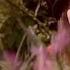 Joana Almeida Vem Comigo Come With Me Portugal Official Music Video JESC 2019