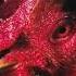 Bull Goose Rooster Watermelon Slim The Workers