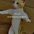 BEST DANCE Tek Tek Dystinct Cat