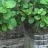 Growing Mint Without Watering At Home Great Tips For Gardeners