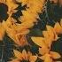 Rex Orange County Sunflower Slowed Reverb