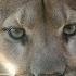 Cougar Scream At Night In The Woods Mountain Lion Sounds Very Scary