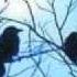 A MURDER OF CROWS STEVE PORCARO