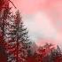 Forest Of Love Stan Kolev Matan Caspi Dub