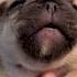 Puppies Crying Compilation Shorts