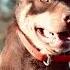 Watch The World S Most Expensive Working Dog In Action