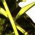 Love Is War Kagamine Len Append POWER