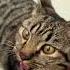 KUCING MOTIF PASIR PROYEK Memelucu Rizalmuk Teguhsuwandi Andresuhen Memeviral