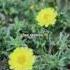 Free Ringtone Fyp Funny Ringtone Nokia Fein