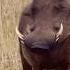 Wildlife Grazing Wild Boar Warthog Singing And Dancing Wildlife Animals Warthogs