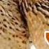 Raat Ki Liye Batair Ki Awaz Quail Sounds For Night Vol 180 Batair Ki Awaz Quail Birds Sounds