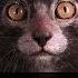 Nature S Strangest Cat Breed