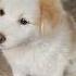 Cutest Puppies At Animal Farm For Kids Watch On Oliver And Lucas Shorts