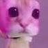 EL GATO IN MY MIND 10 HOUR