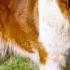 St Bernard Dog Barking Howling Sound Effect
