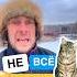 Какое продолжение и при чём тут кот русскийязык