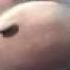 Lion King Song The Lion Sleeps Tonight Mp4