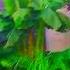 Sunny Morning Nature Relaxing Eritreanmusic Relax Ethiopian Ethiopianmusic Relaxingmusic