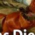 What Killed The Monarchs Song