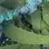 Diving Surprise Tons Of Pyrosomes