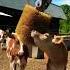 Cow Brush Back Scratcher Organic Valley Shorts