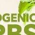 Ancient Healers Adaptogens What Are They Herbs For Strength Stamina And Stress Relief